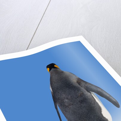 King Penguin by Anonymous