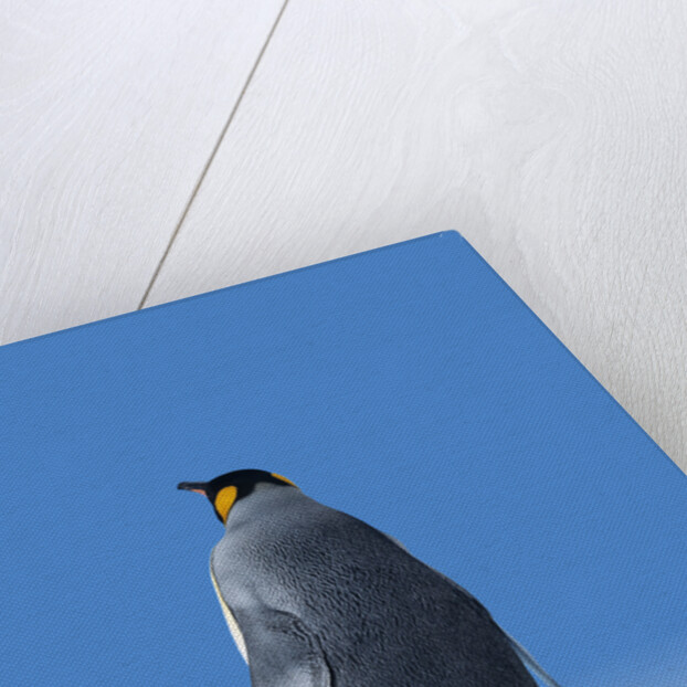 King Penguin by Anonymous