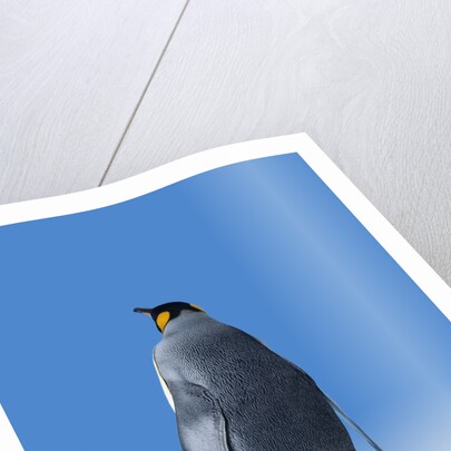 King Penguin by Anonymous