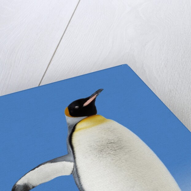 King Penguin by Anonymous