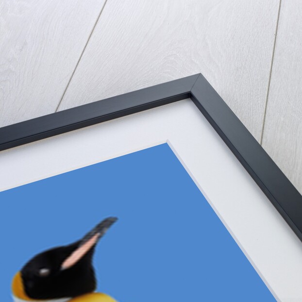 King Penguin by Anonymous