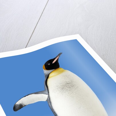 King Penguin by Anonymous