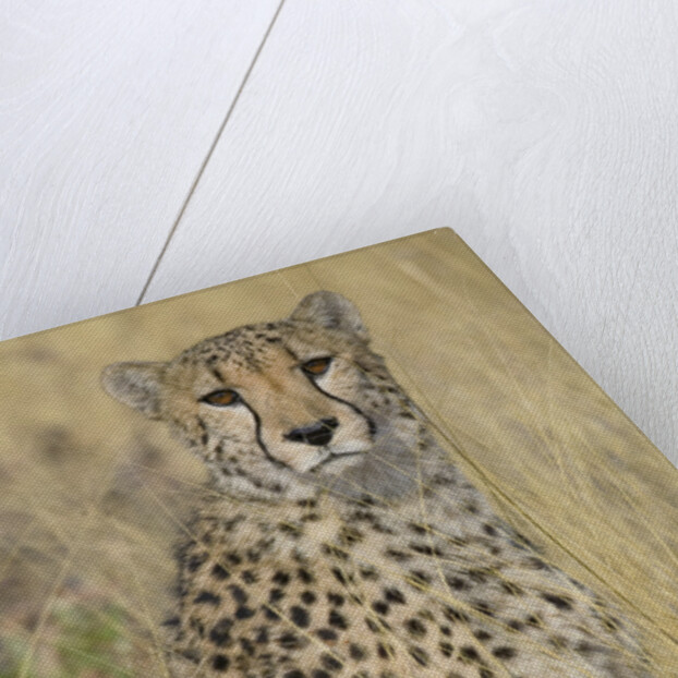Cheetah in Tall Grass by Anonymous