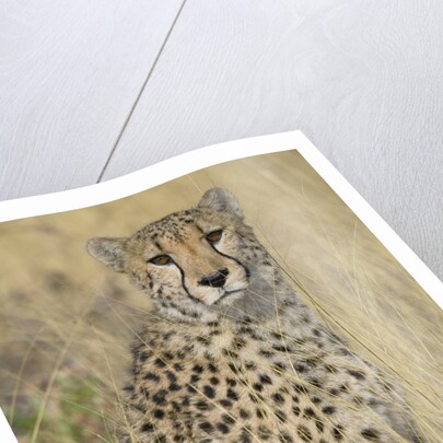 Cheetah in Tall Grass by Anonymous