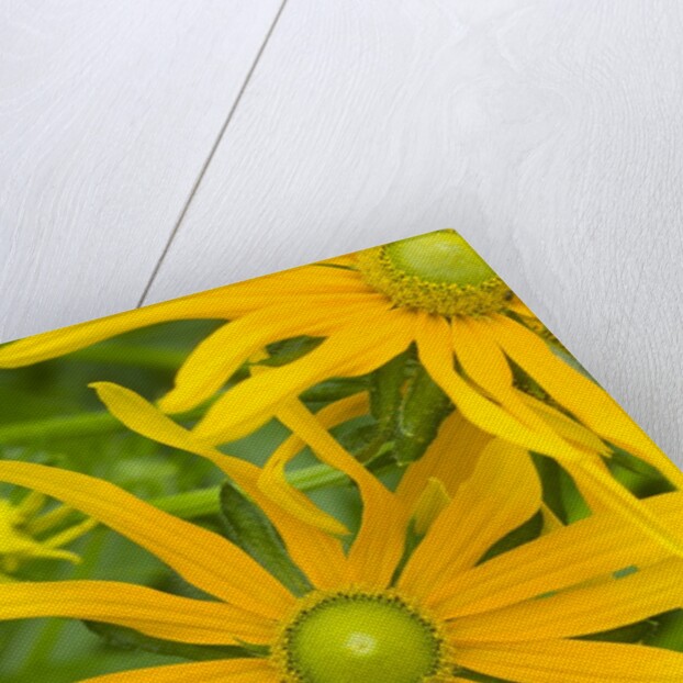 Rubeckia Hirta Flowers by Anonymous