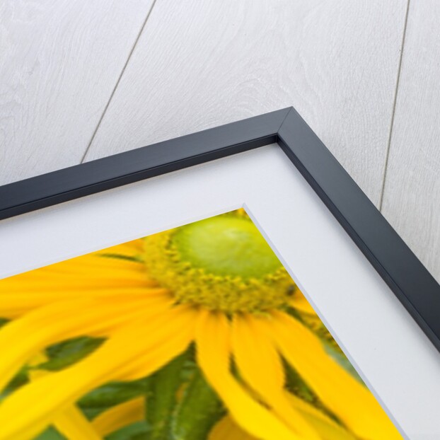 Rubeckia Hirta Flowers by Anonymous