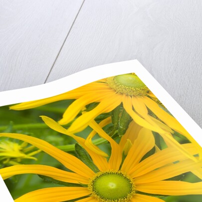 Rubeckia Hirta Flowers by Anonymous