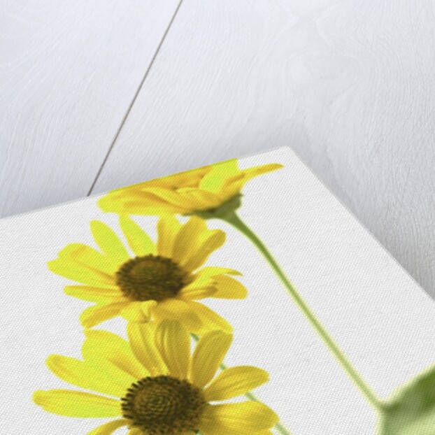 Yellow Daisy by Anonymous