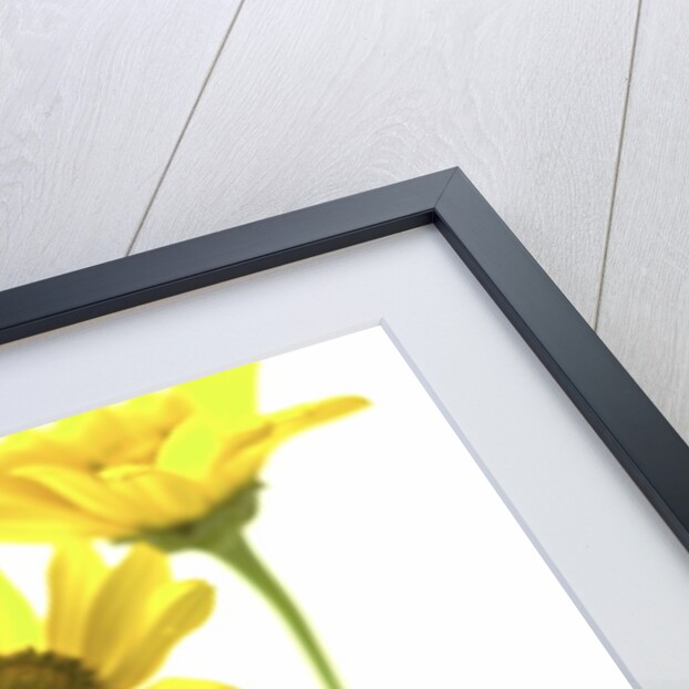 Yellow Daisy by Anonymous