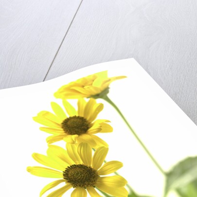 Yellow Daisy by Anonymous