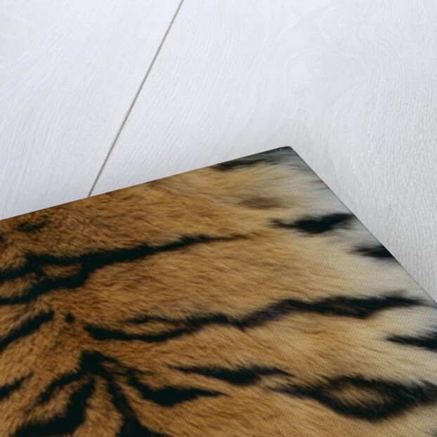 Tiger Fur by Anonymous