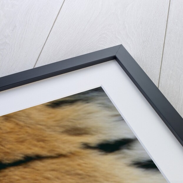 Tiger Fur by Anonymous