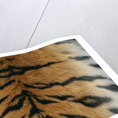 Tiger Fur by Anonymous