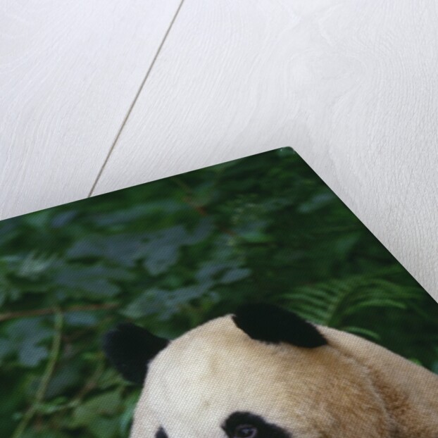 Giant Panda in Forest by Anonymous