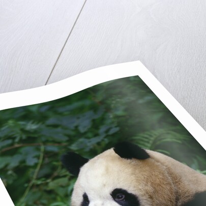 Giant Panda in Forest by Anonymous