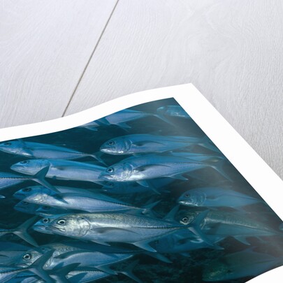 Schooling Bigeye Jack by Anonymous