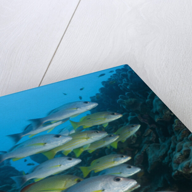 Onespot Snapper and Bluelined Snapper by Anonymous