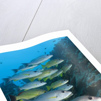 Onespot Snapper and Bluelined Snapper by Anonymous