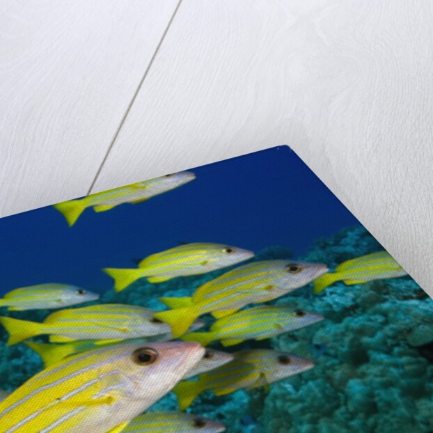 Bluelined Snapper in French Polynesia by Anonymous