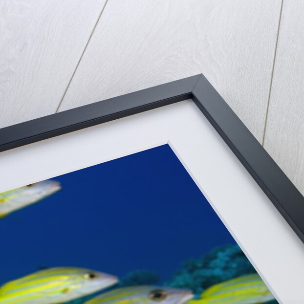 Bluelined Snapper in French Polynesia by Anonymous