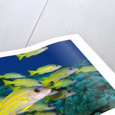 Bluelined Snapper in French Polynesia by Anonymous