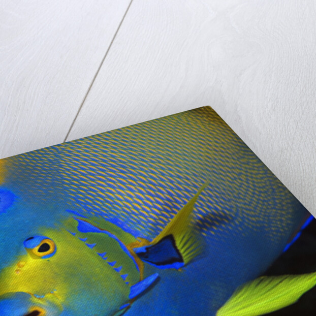 Queen Angelfish in Key Largo by Anonymous