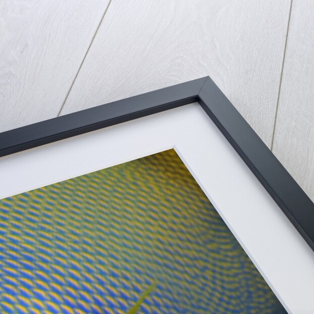 Queen Angelfish in Key Largo by Anonymous