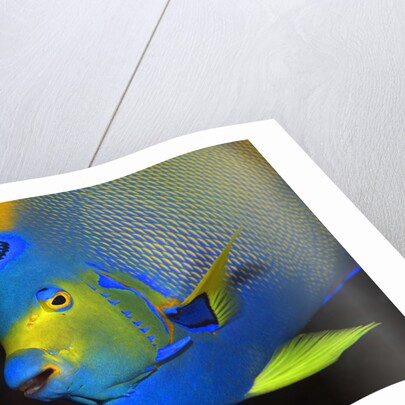 Queen Angelfish in Key Largo by Anonymous