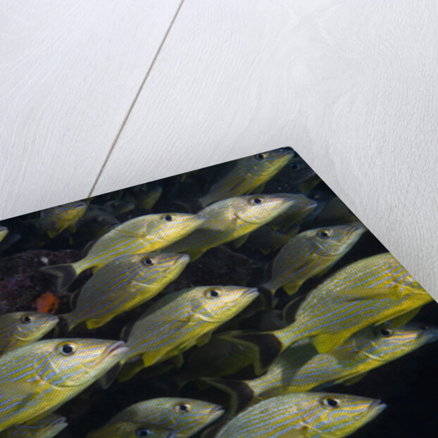 School of Bluestriped Grunt in the Florida Keys by Anonymous