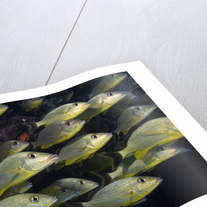 School of Bluestriped Grunt in the Florida Keys by Anonymous