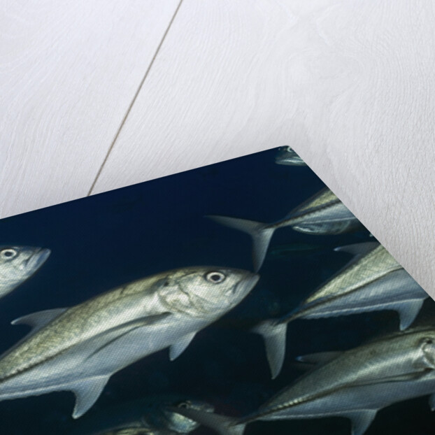 School of Bigeye Jack by Anonymous