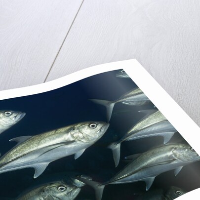 School of Bigeye Jack by Anonymous