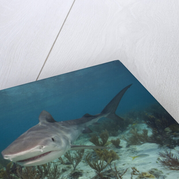 Tiger Shark in the Bahamas by Anonymous