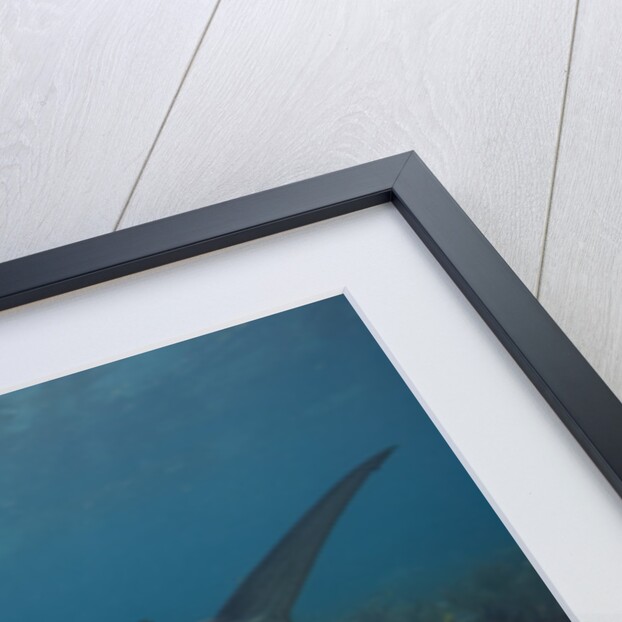 Tiger Shark in the Bahamas by Anonymous