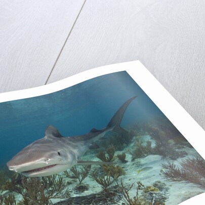 Tiger Shark in the Bahamas by Anonymous