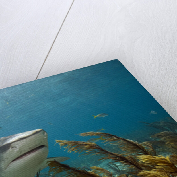 Tiger Shark in the Bahamas by Anonymous