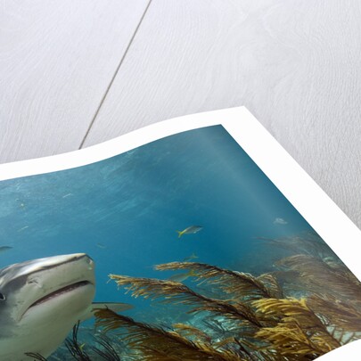 Tiger Shark in the Bahamas by Anonymous