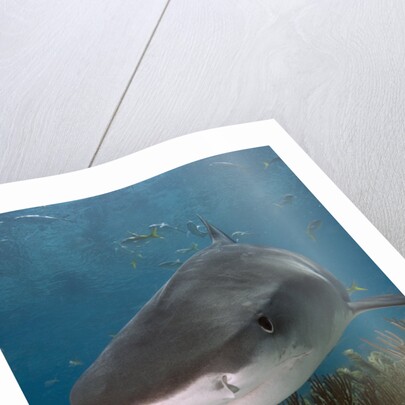 Tiger Shark in the Bahamas by Anonymous