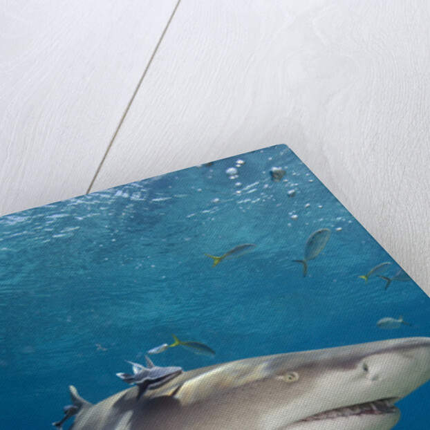 Lemon Shark in the Bahamas by Anonymous