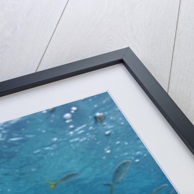 Lemon Shark in the Bahamas by Anonymous