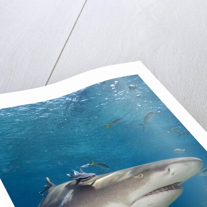 Lemon Shark in the Bahamas by Anonymous