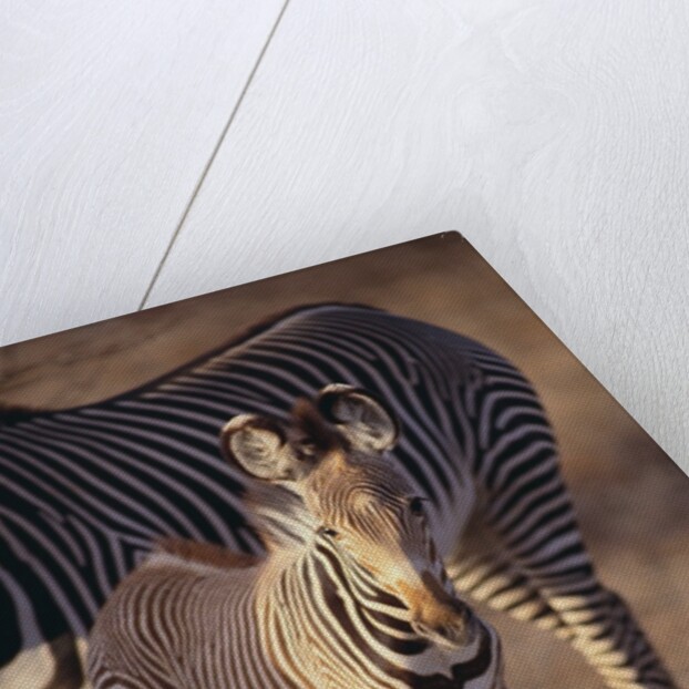 Baby Zebra by Anonymous