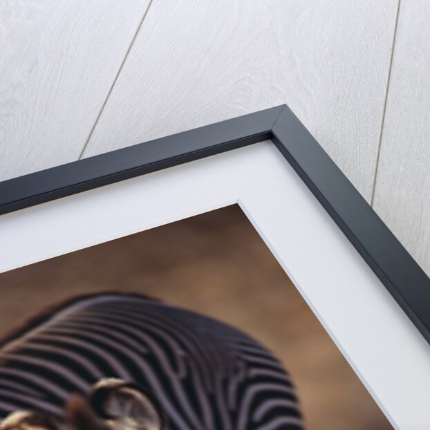 Baby Zebra by Anonymous