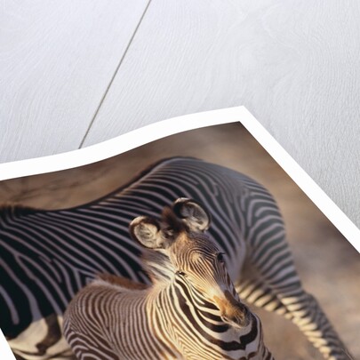 Baby Zebra by Anonymous