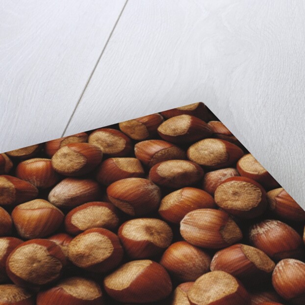 Hazelnuts in Shells by Anonymous