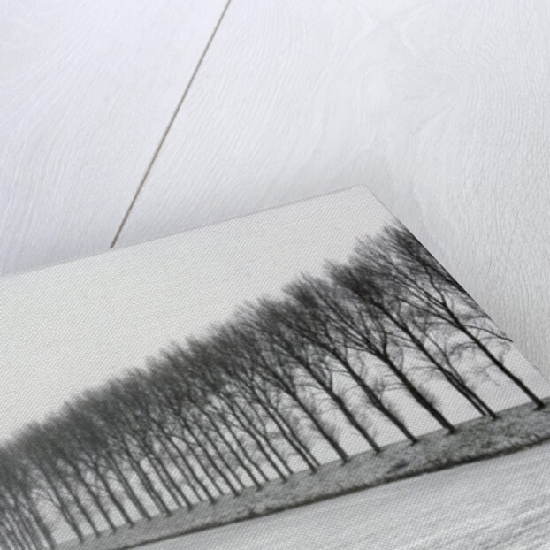 Dike with Cottonwoods in Winter by Anonymous