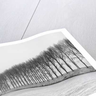 Dike with Cottonwoods in Winter by Anonymous