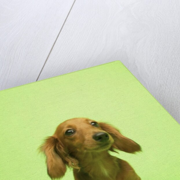 Long-haired Dachshund by Anonymous