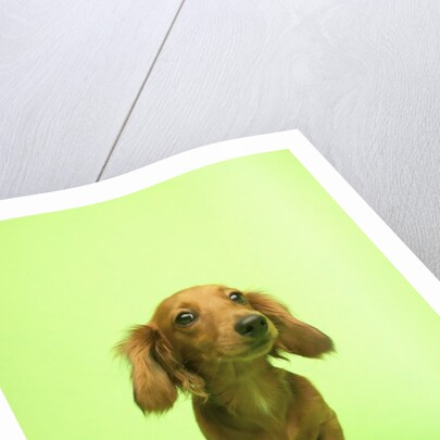 Long-haired Dachshund by Anonymous