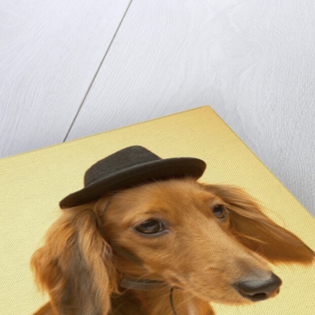 Dachshund Wearing Fedora by Anonymous